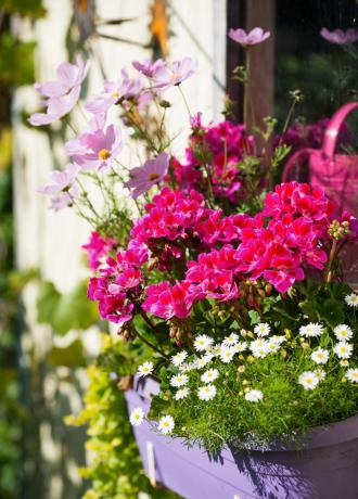 Colorful flowers in a purple pot on a sunny windowsill.