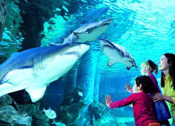 hotelnegrescocattolica fr offre-premier-mai-cattolica-hotel-proche-aquarium 004